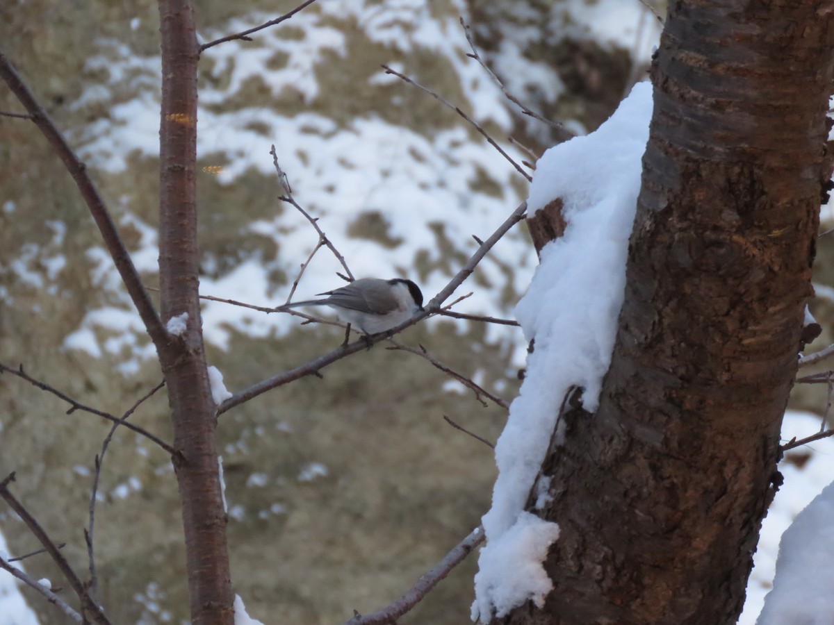 Marsh Tit - ML627813745