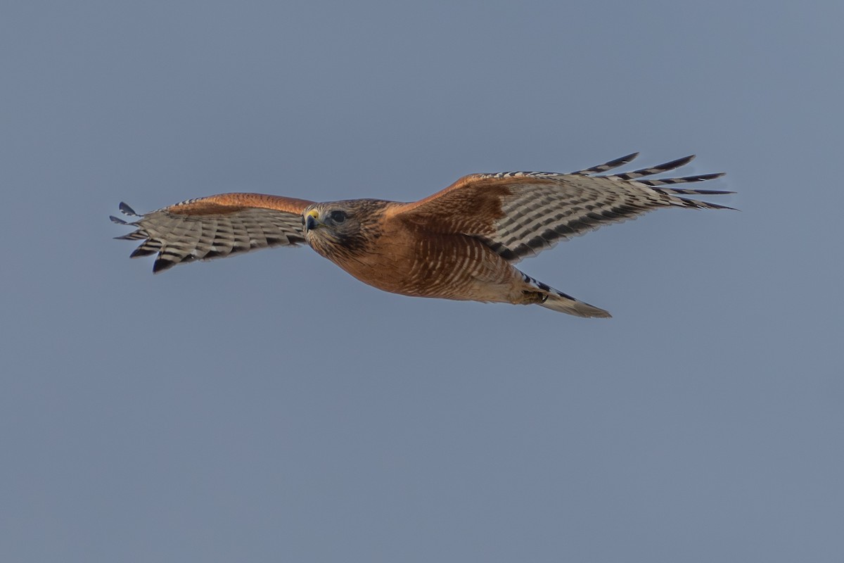 Red-shouldered Hawk - ML627813748