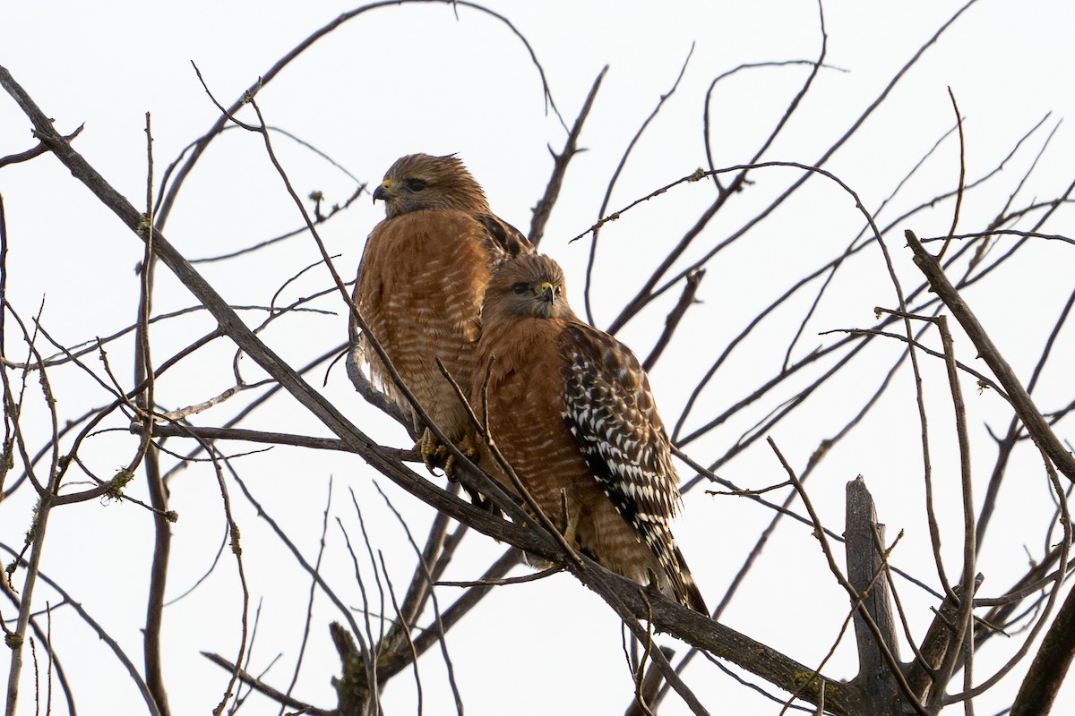 Red-shouldered Hawk - ML627813749