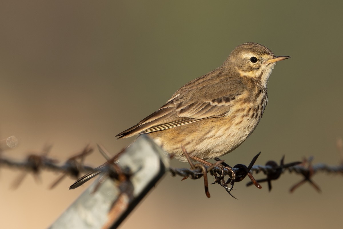 American Pipit - ML627813762