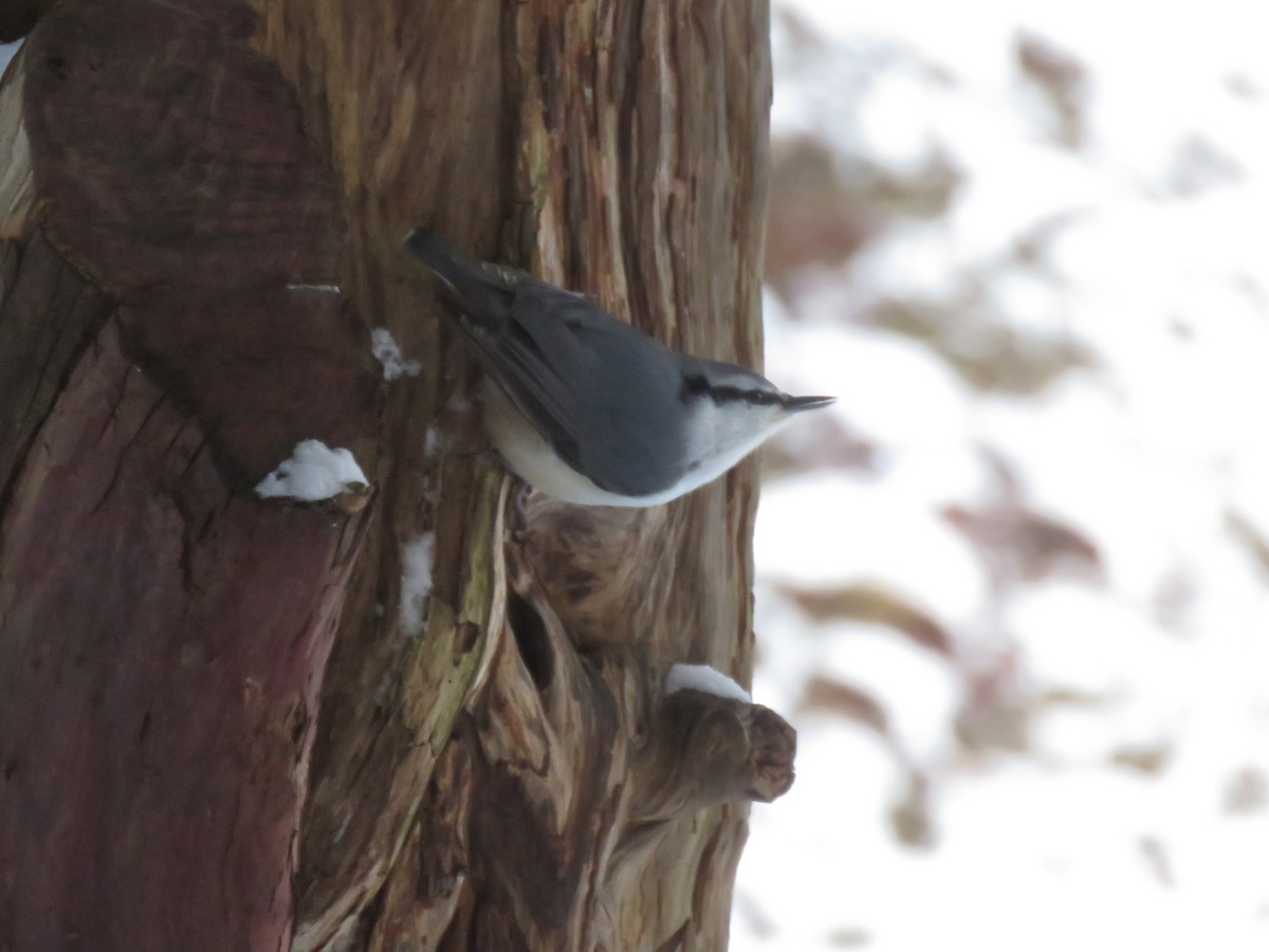 Eurasian Nuthatch (White-bellied) - ML627813764