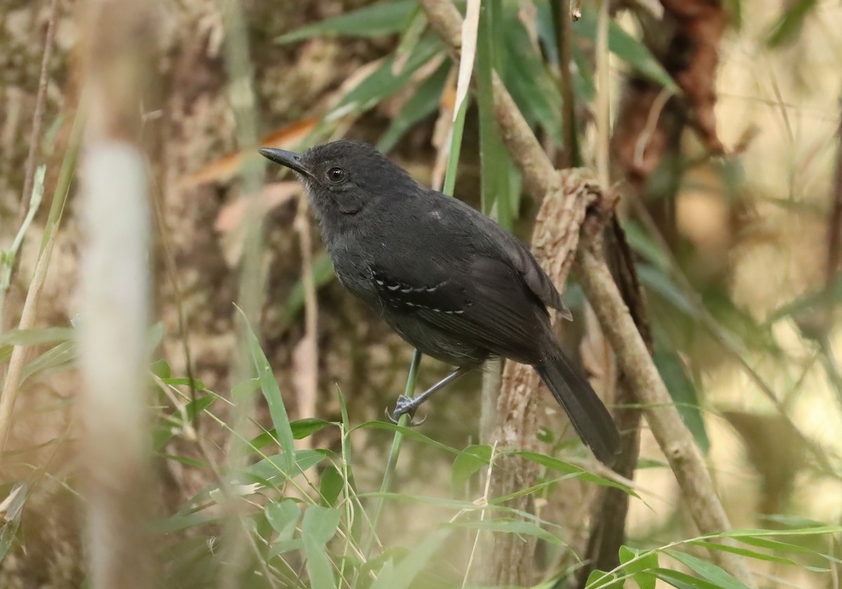 Dusky Antbird - ML627813770