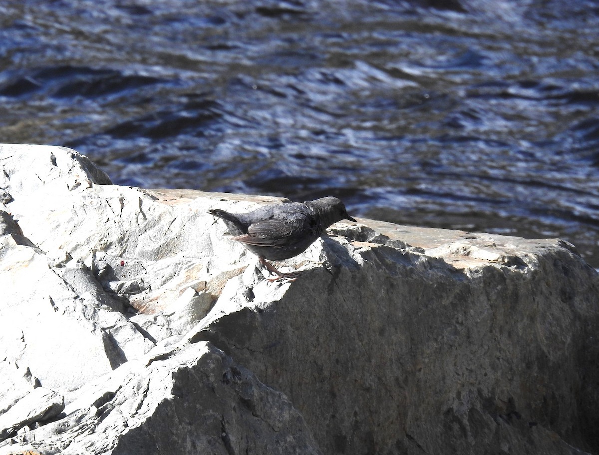 American Dipper - ML627813779