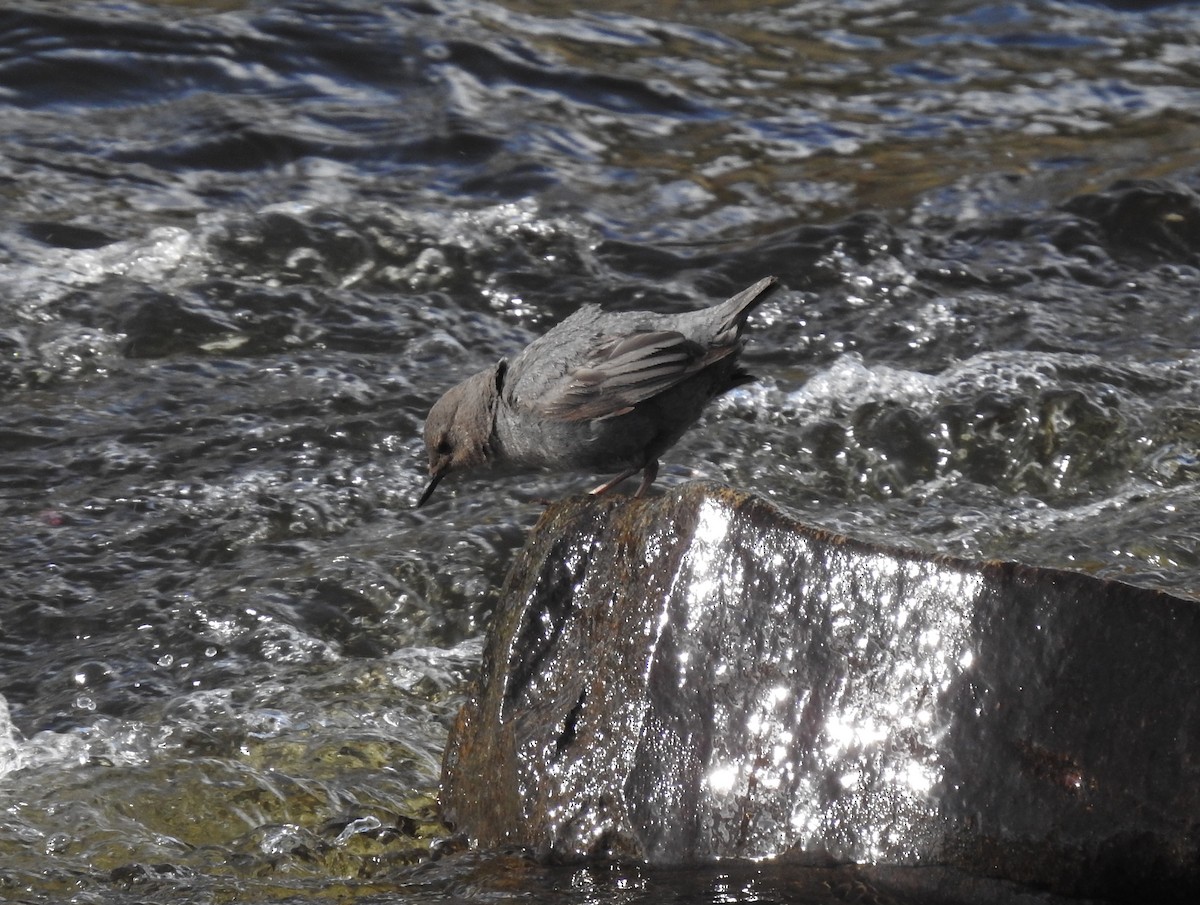 American Dipper - ML627813780