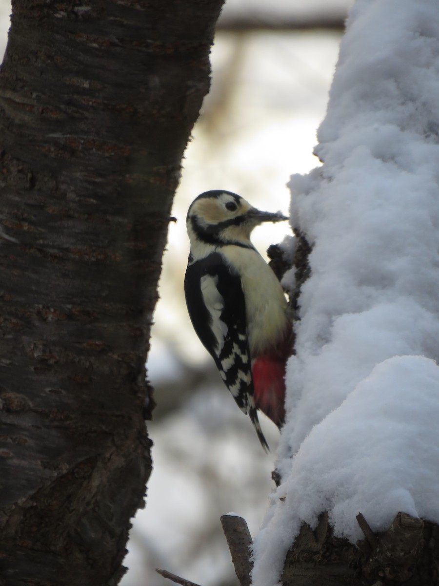 Great Spotted Woodpecker (japonicus) - ML627813833