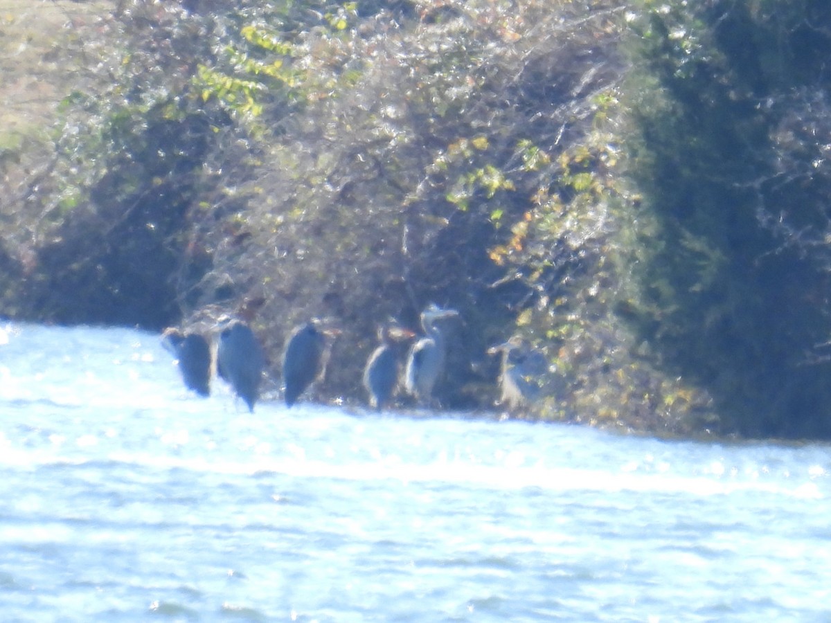 Great Blue Heron - ML627813918