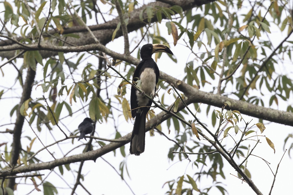 West African Pied Hornbill - ML627813930