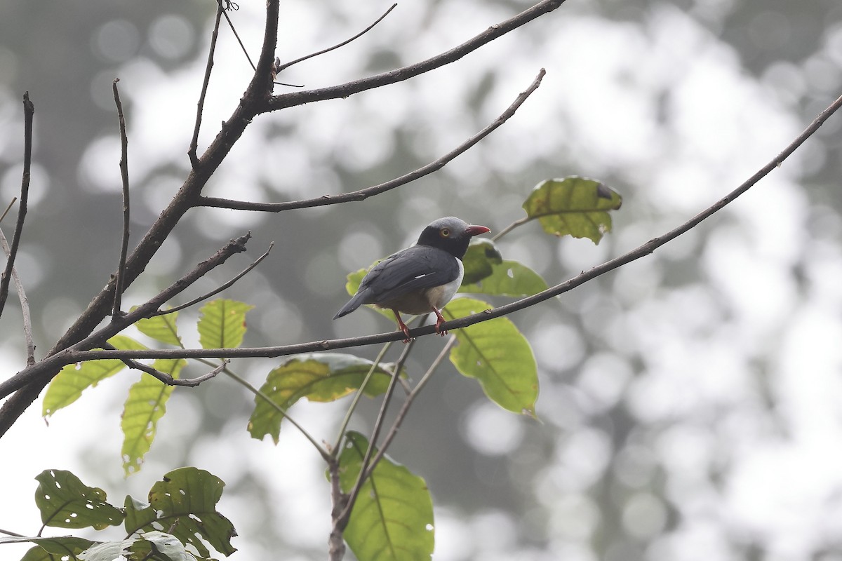 Red-billed Helmetshrike (Red-billed) - ML627813933