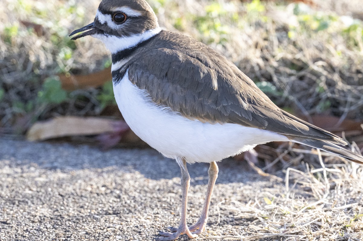 Killdeer - ML627813935