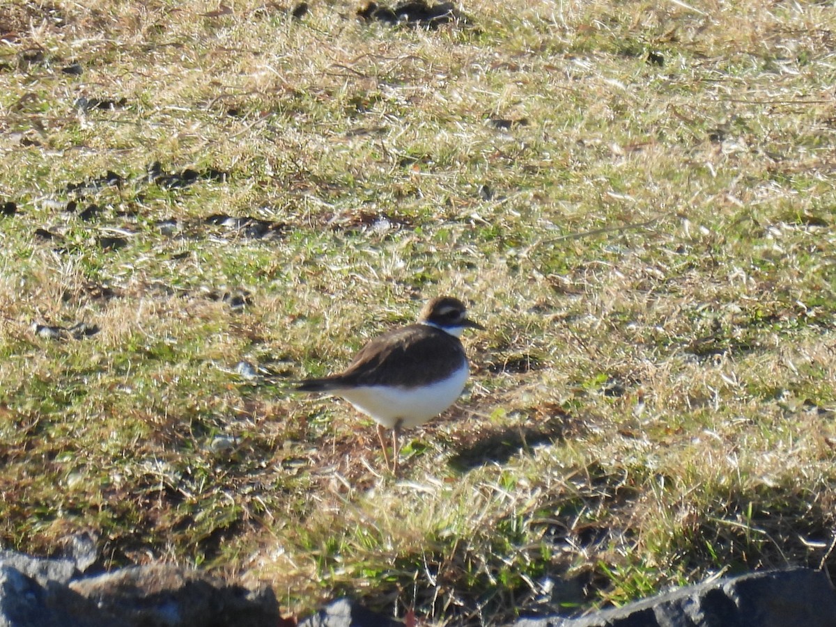 Killdeer - ML627813952