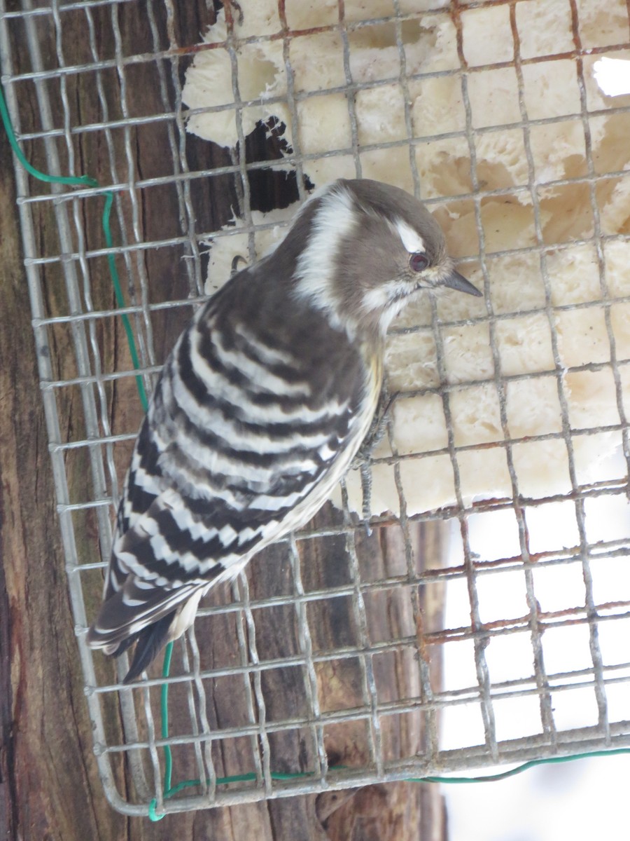 Japanese Pygmy Woodpecker - ML627813974