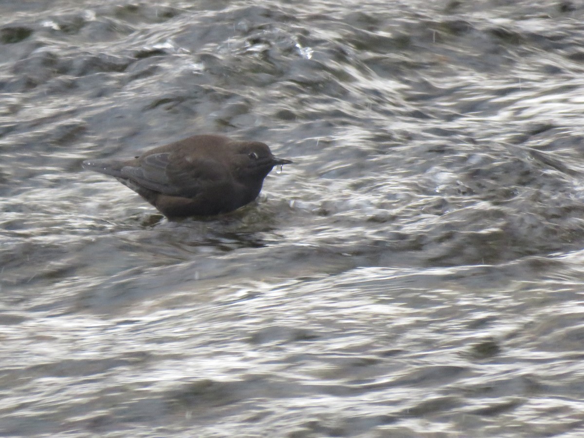 Brown Dipper - ML627814011