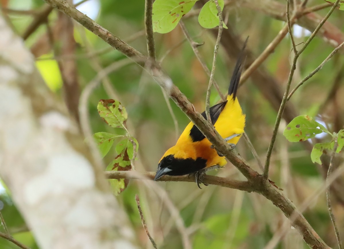 Yellow-backed Oriole - ML627814012