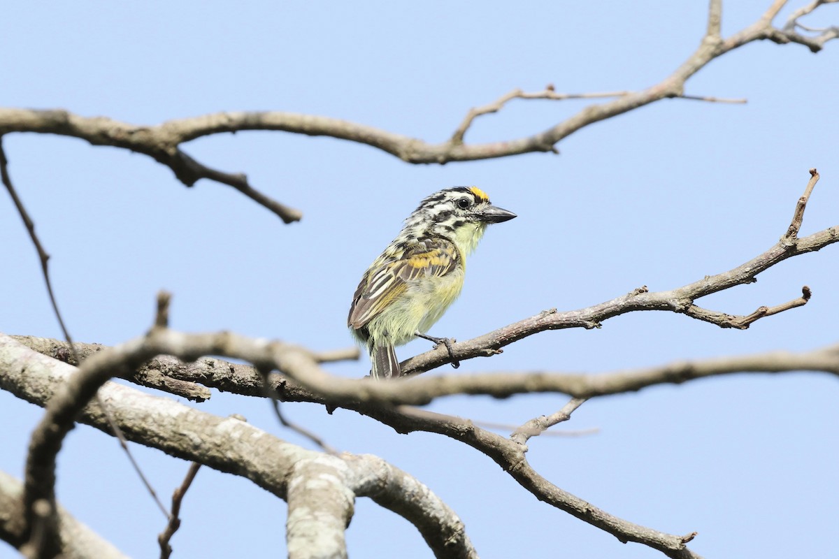 Barbudito Frentigualdo - ML627814092