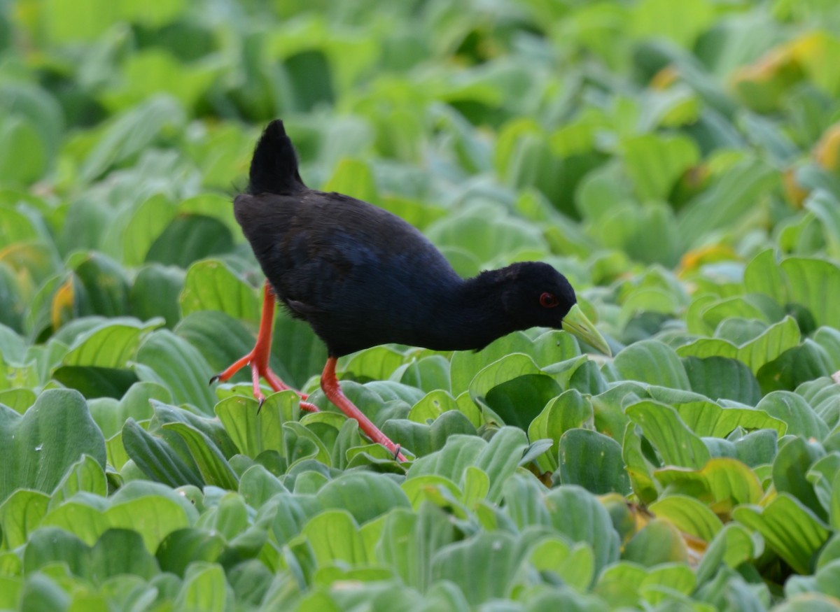 Black Crake - ML627814104