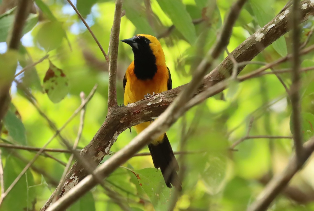 Yellow-backed Oriole - ML627814105