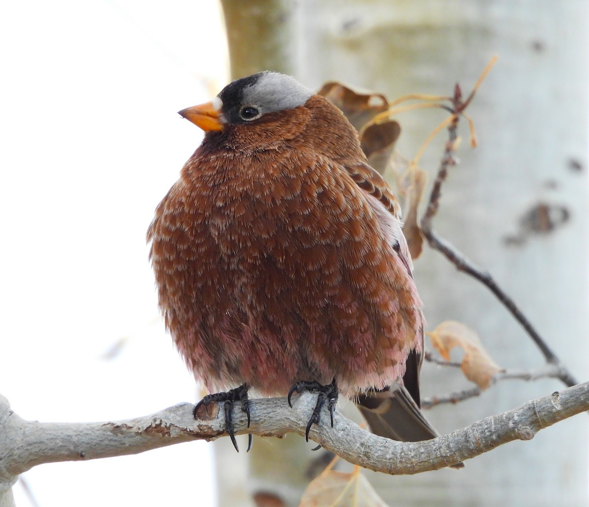 Gray-crowned Rosy-Finch (Gray-crowned) - ML627814233