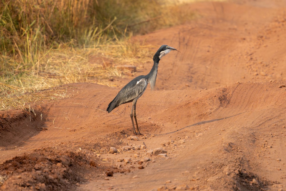 Garza Cabecinegra - ML627814241