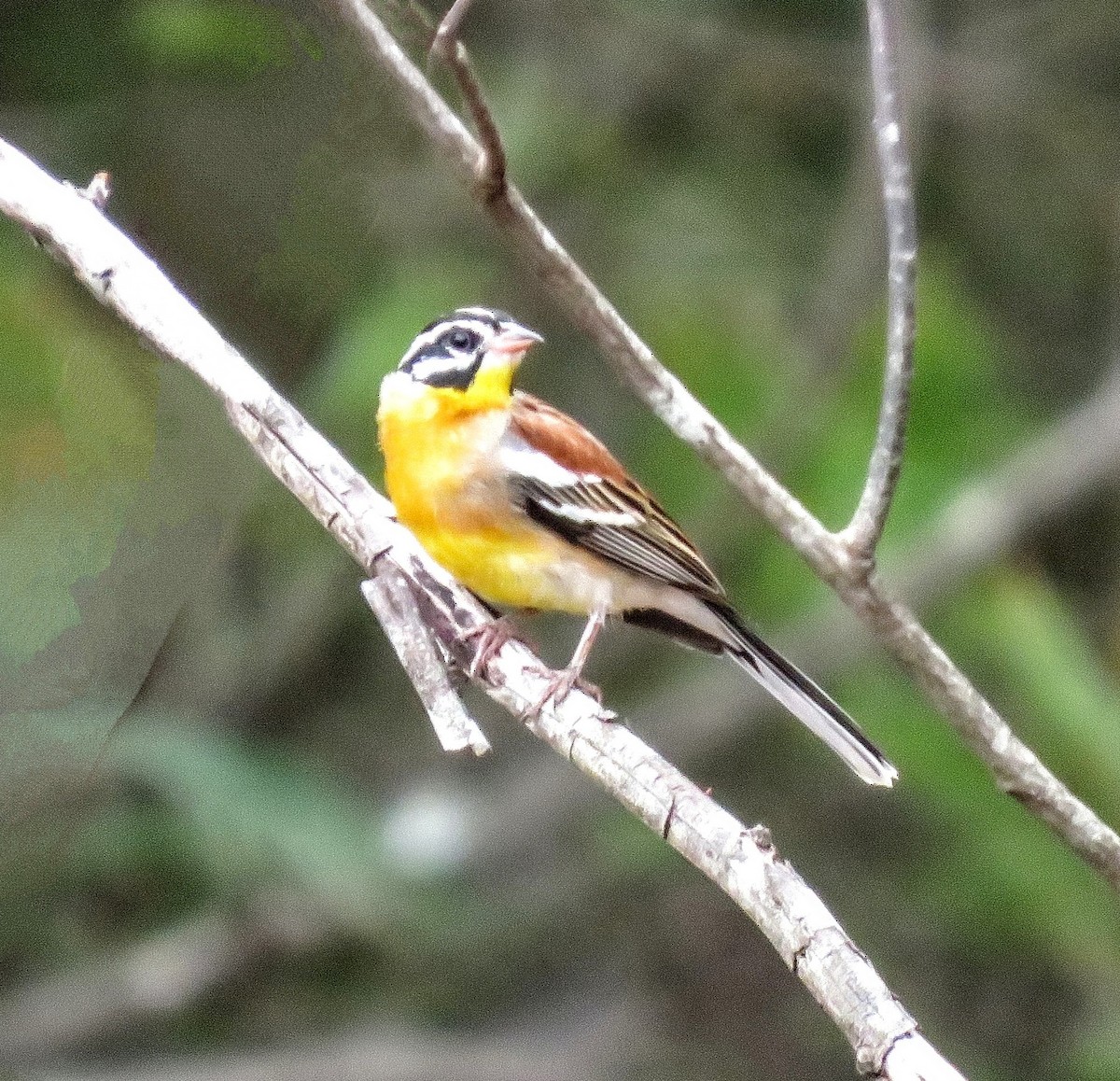 Golden-breasted Bunting - ML627814263