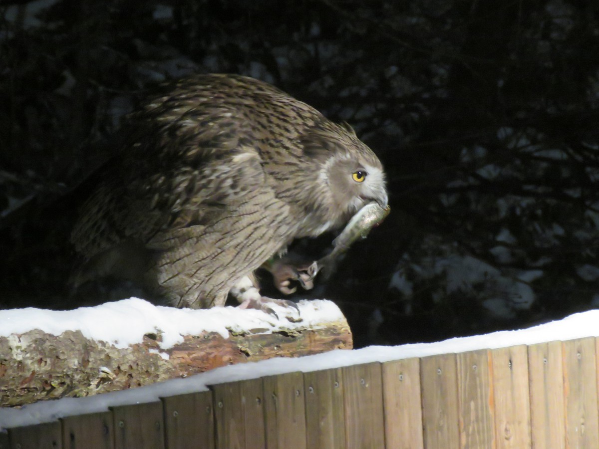 Blakiston's Fish-Owl (blakistoni) - ML627814274