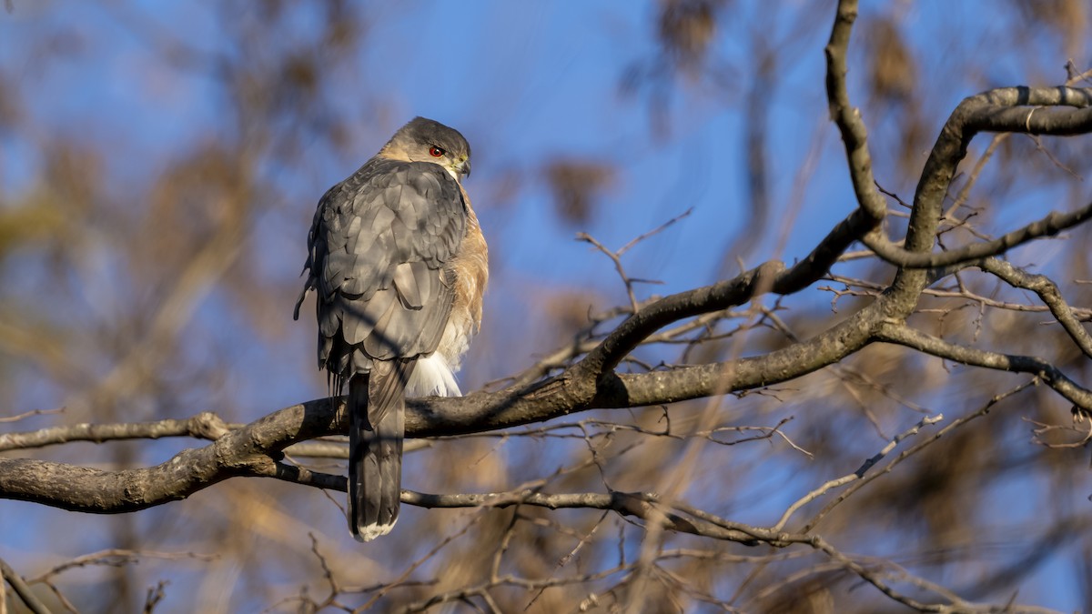 Cooper's Hawk - ML627814360