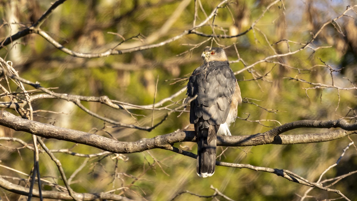Cooper's Hawk - ML627814384