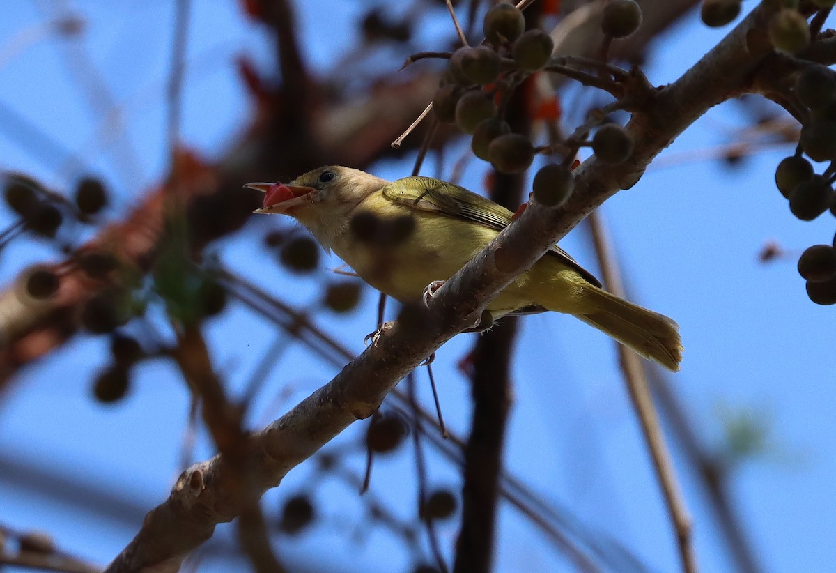 Golden-fronted Greenlet - ML627814406