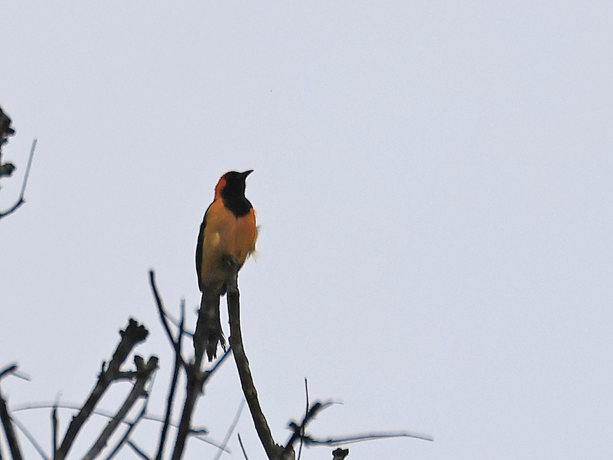 Orange-crowned Oriole - ML627814438