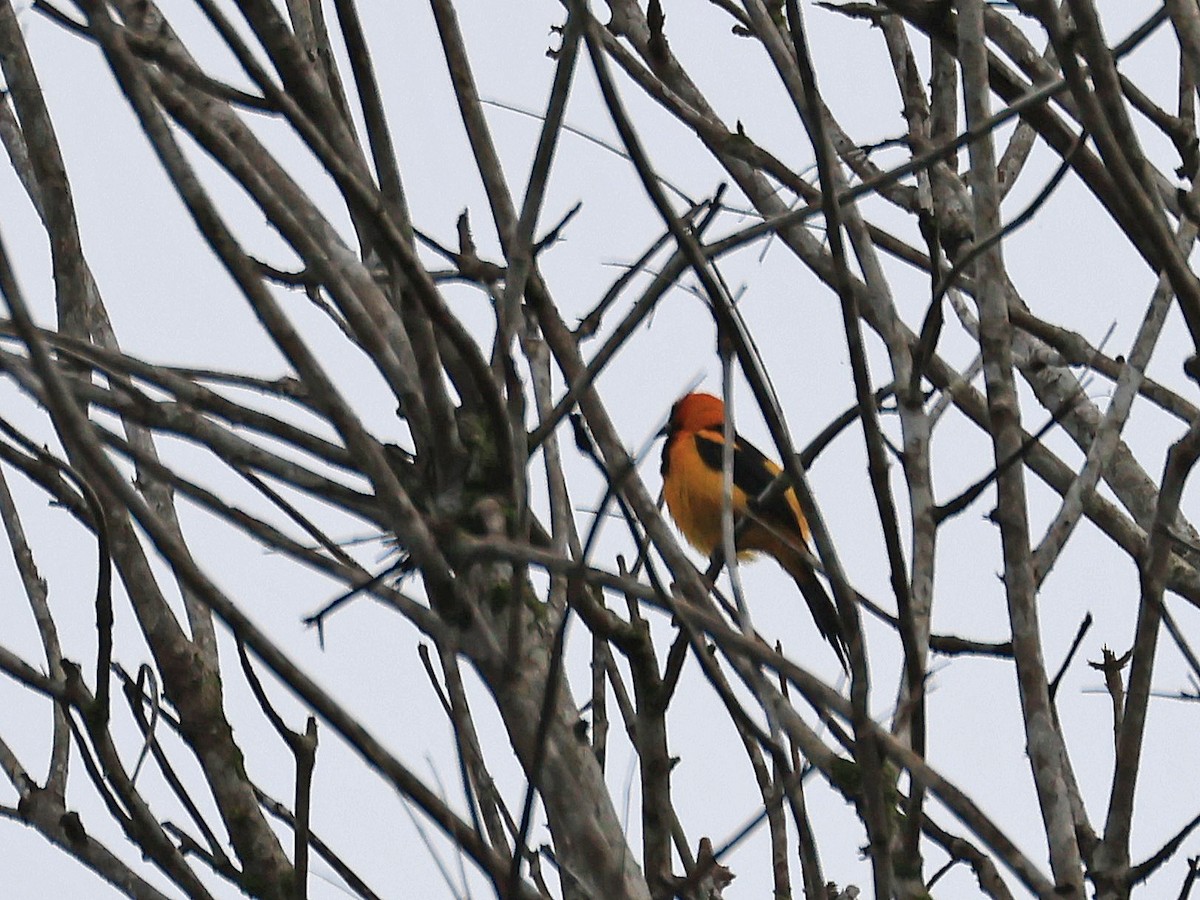 Orange-crowned Oriole - ML627814439