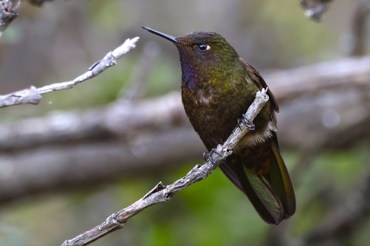 Violet-throated Metaltail - ML627814468