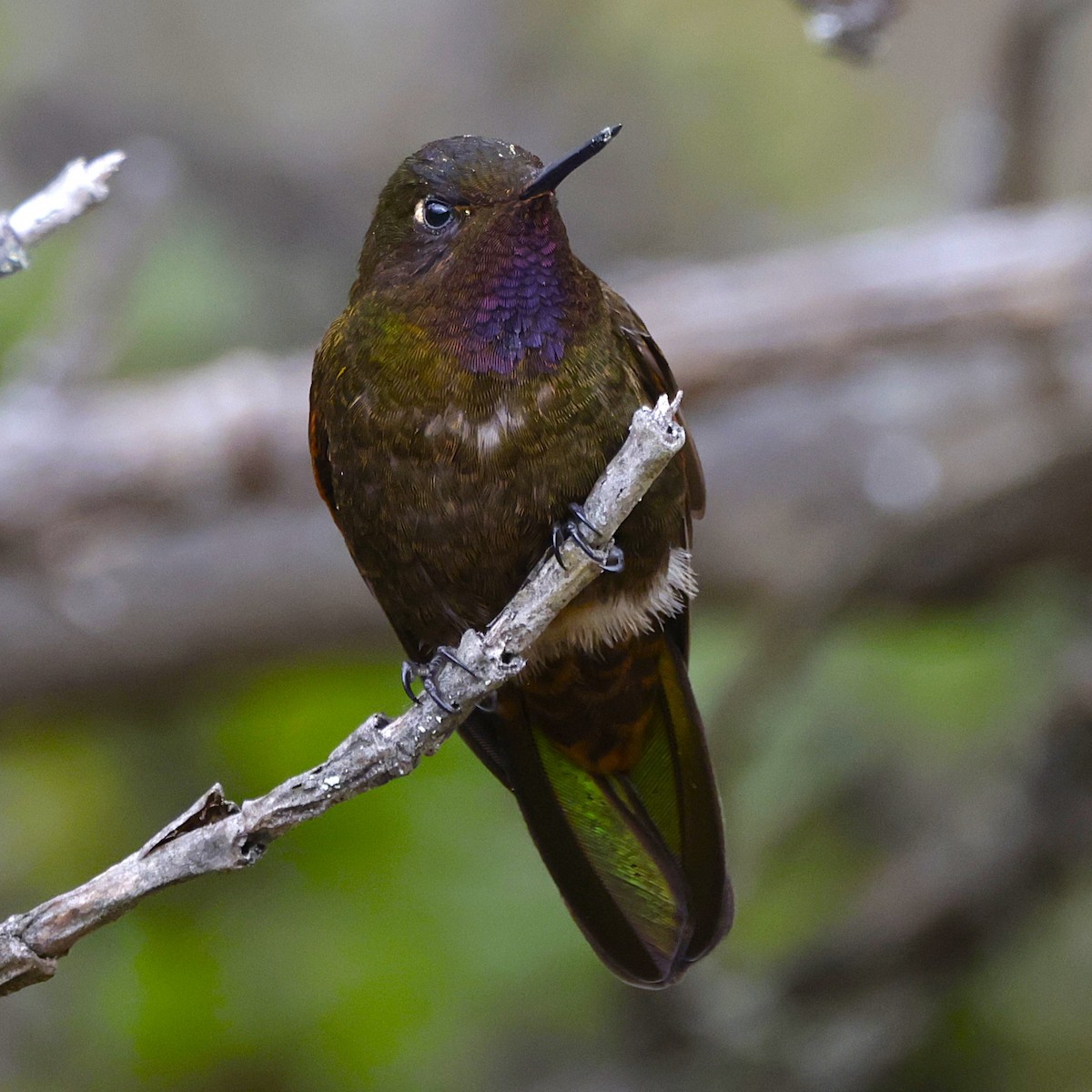 Violet-throated Metaltail - ML627814469