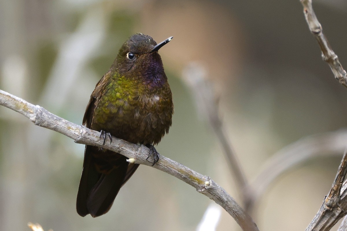 Violet-throated Metaltail - ML627814470