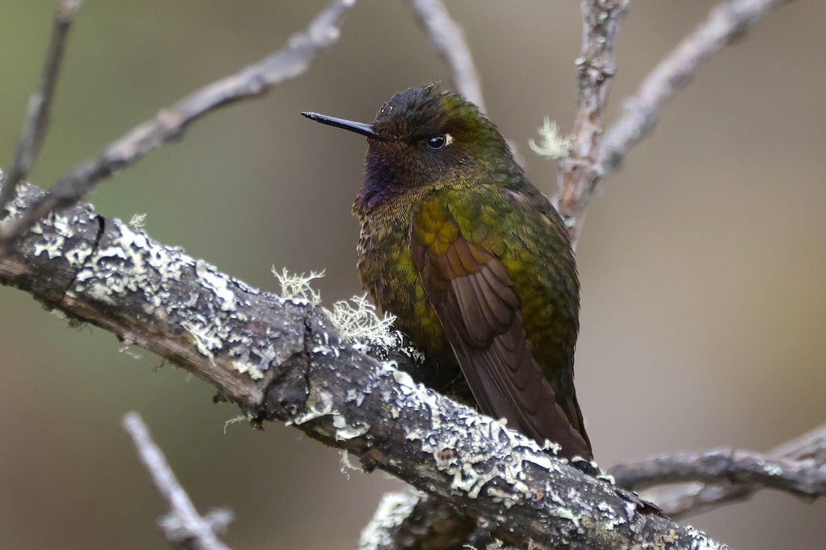 Violet-throated Metaltail - ML627814471