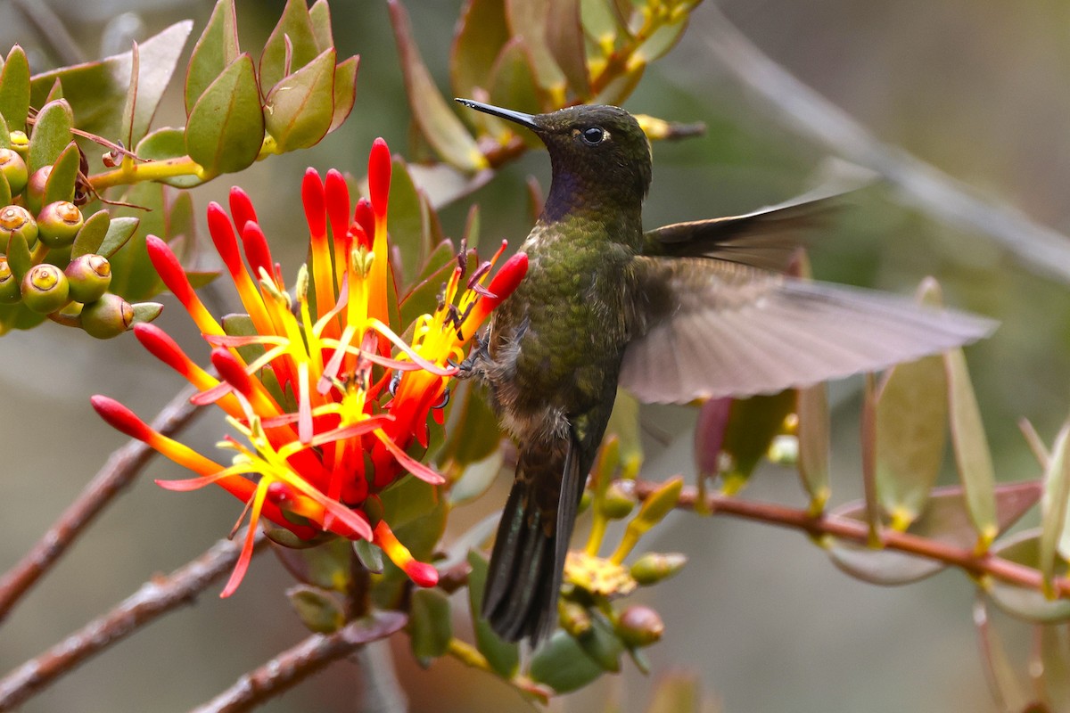 Violet-throated Metaltail - ML627814472