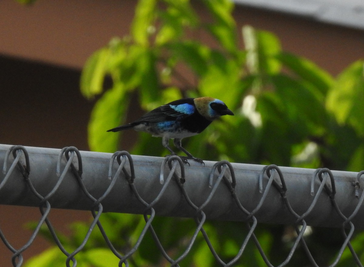 Golden-hooded Tanager - ML627814496