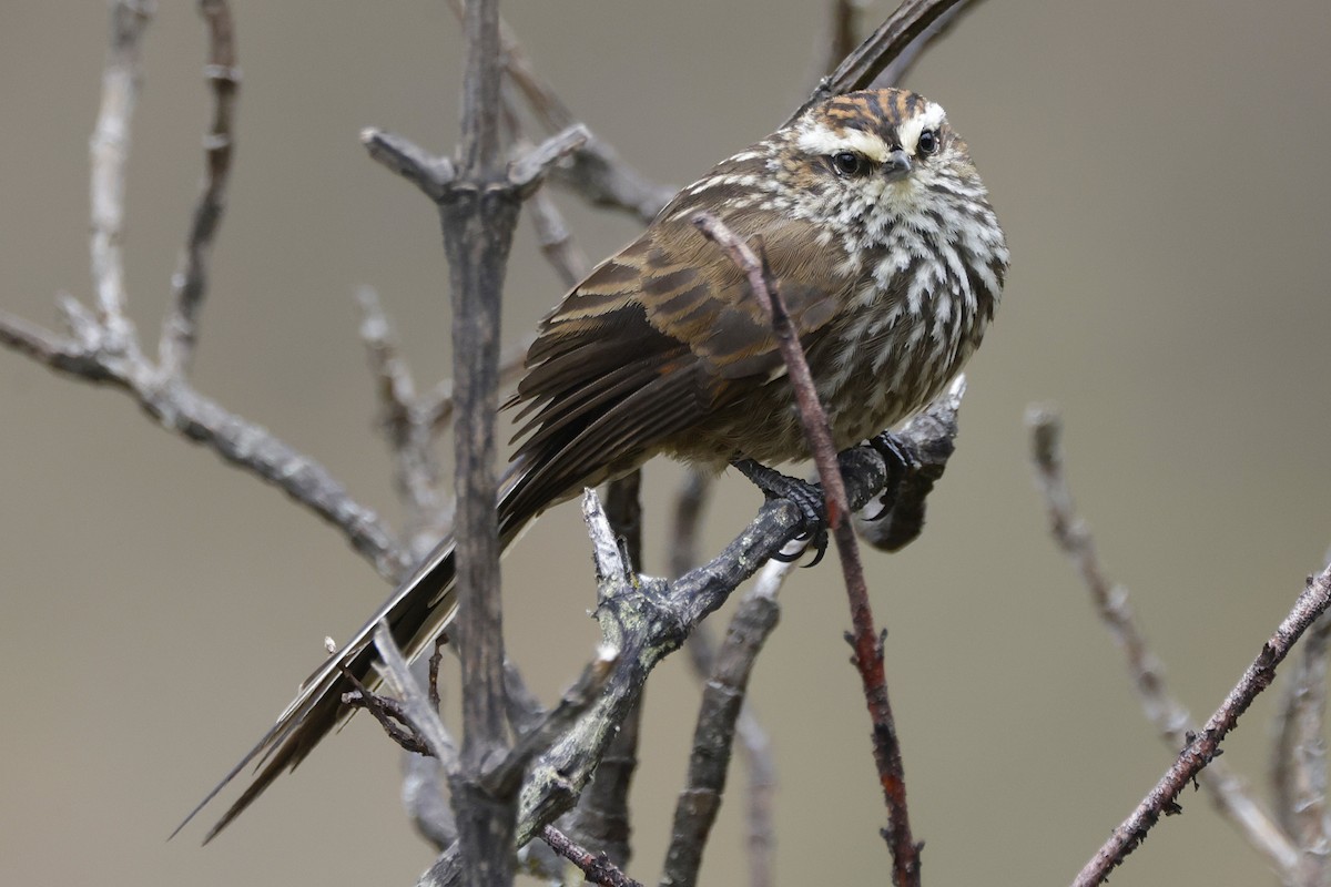 Andean Tit-Spinetail - ML627814498