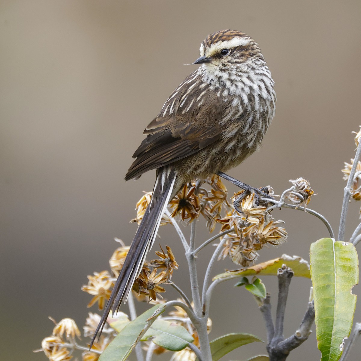 Andean Tit-Spinetail - ML627814499