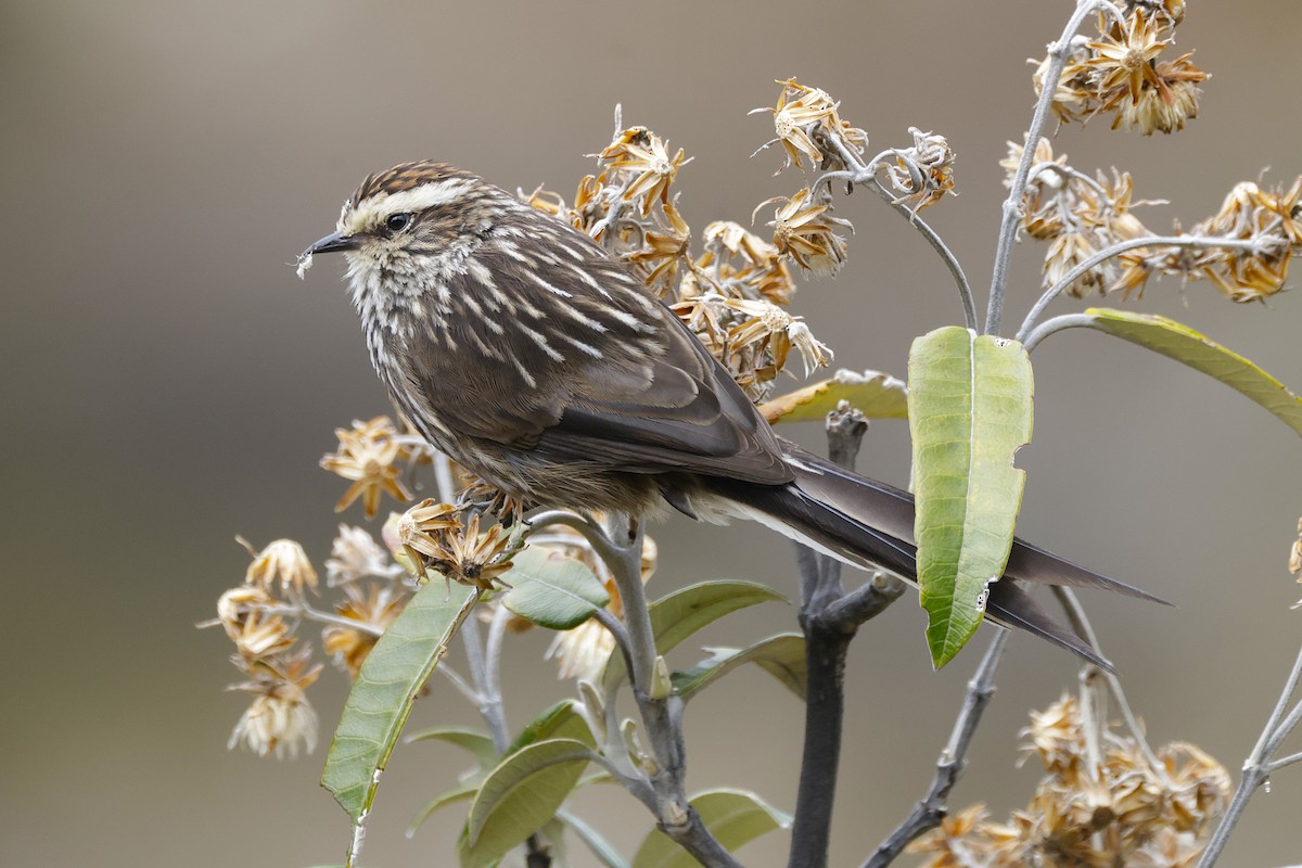 Andean Tit-Spinetail - ML627814500