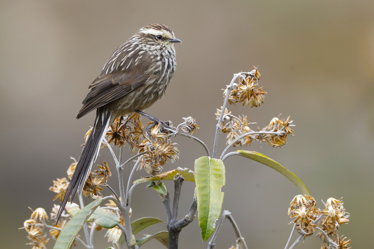 Andean Tit-Spinetail - ML627814501