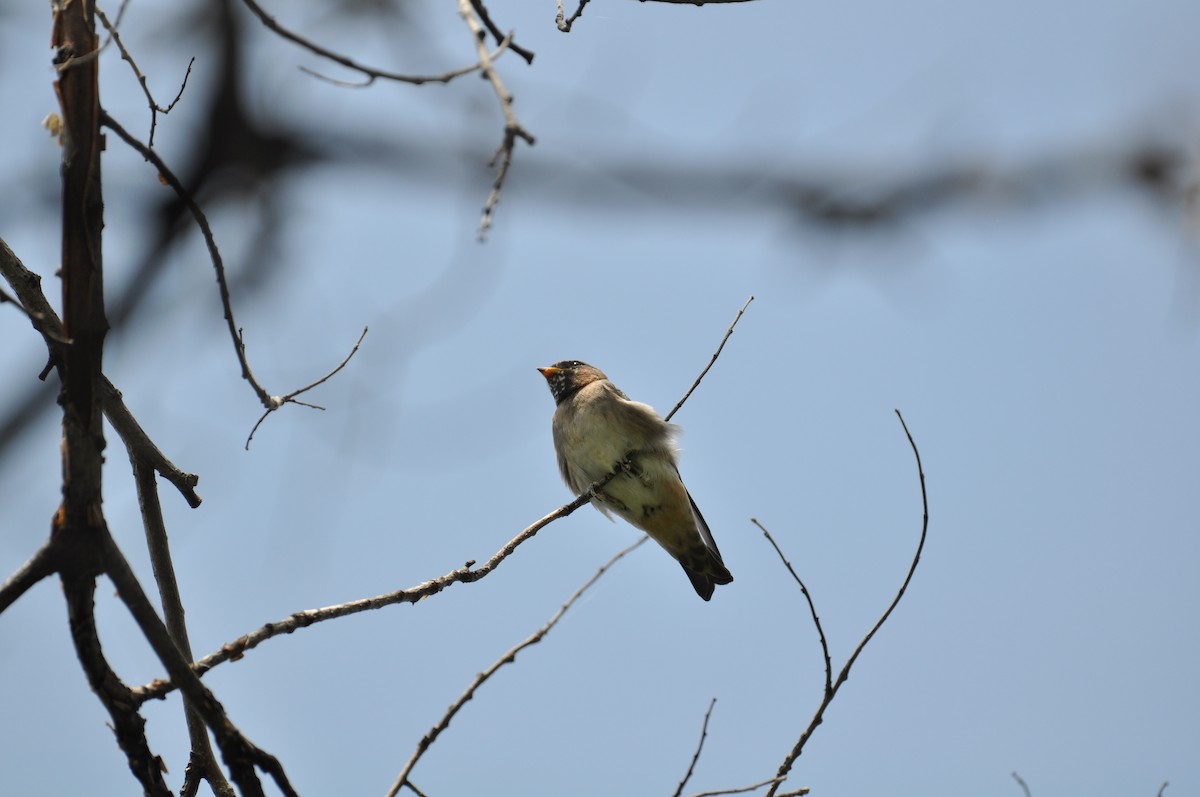 Cliff Swallow - ML627814524