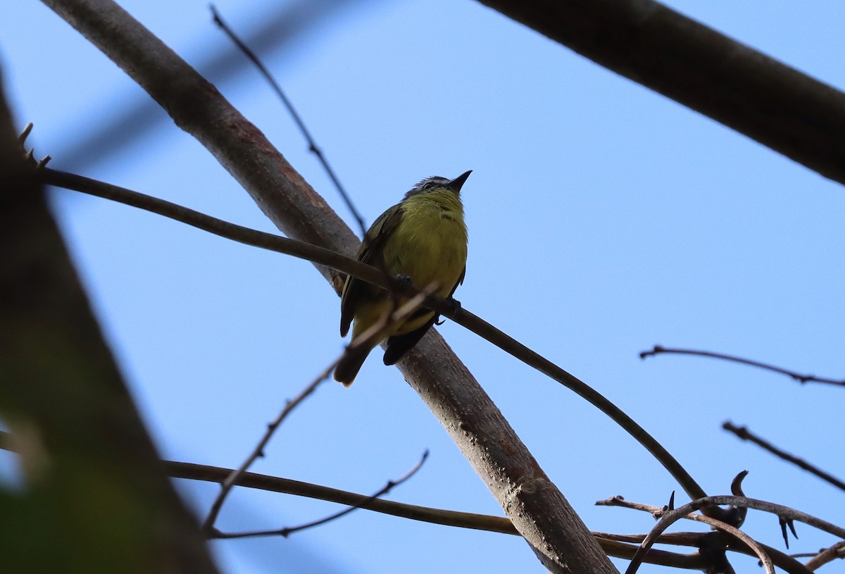 Brown-capped Tyrannulet - ML627814542