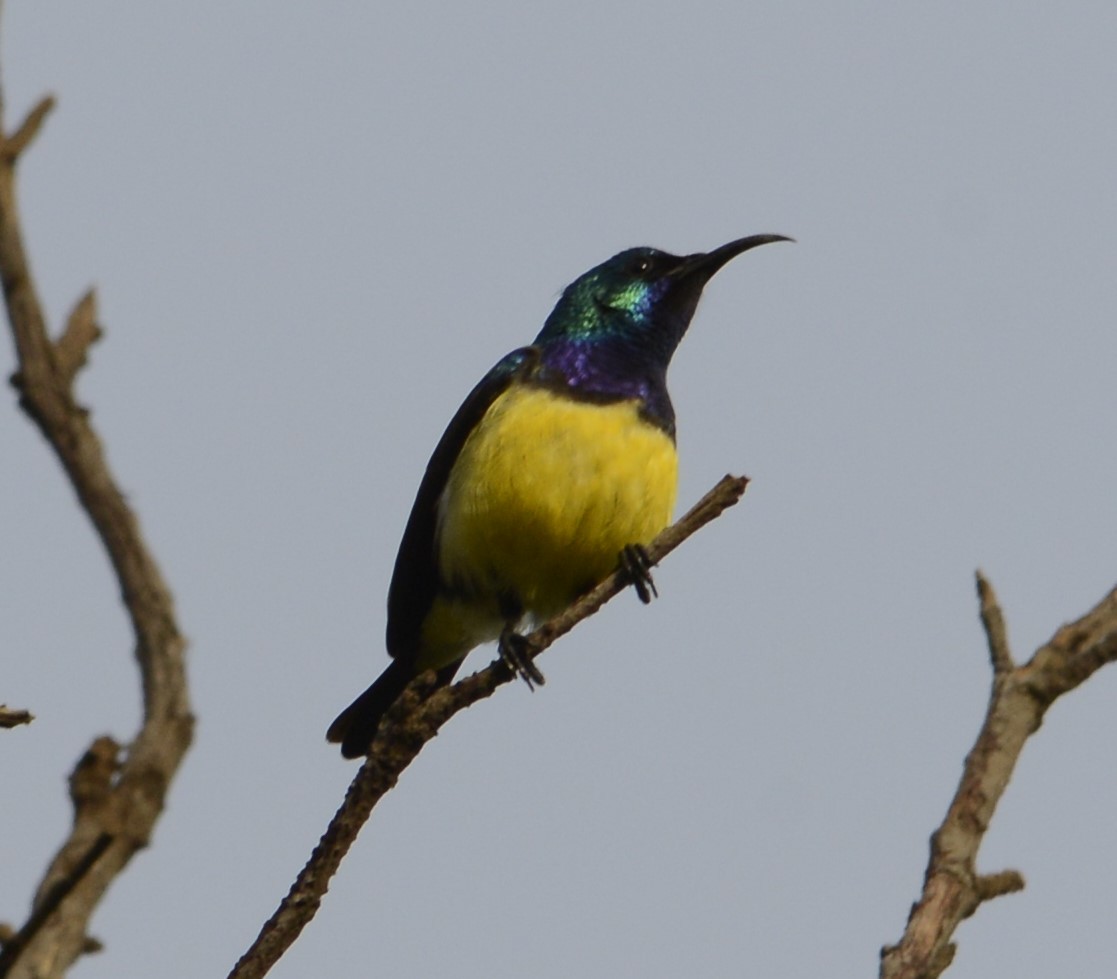 Variable Sunbird - ML627814563