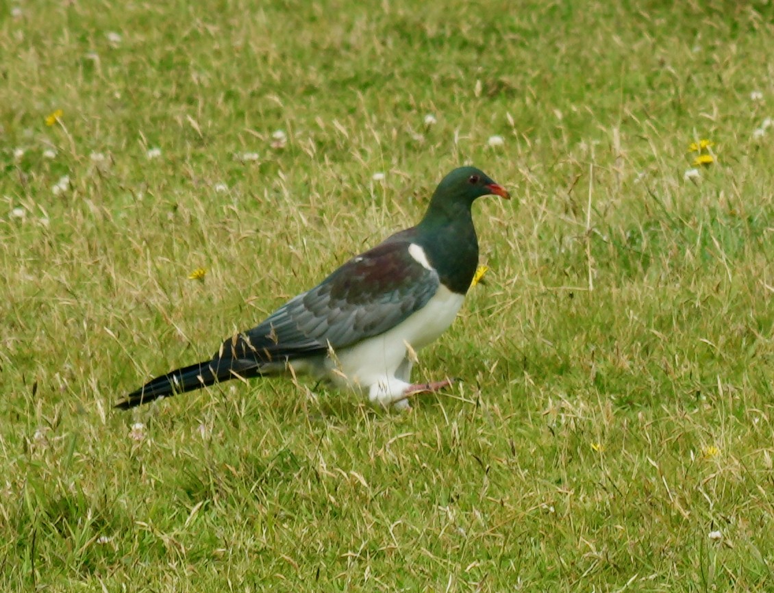 Chatham Islands Pigeon - ML627814581