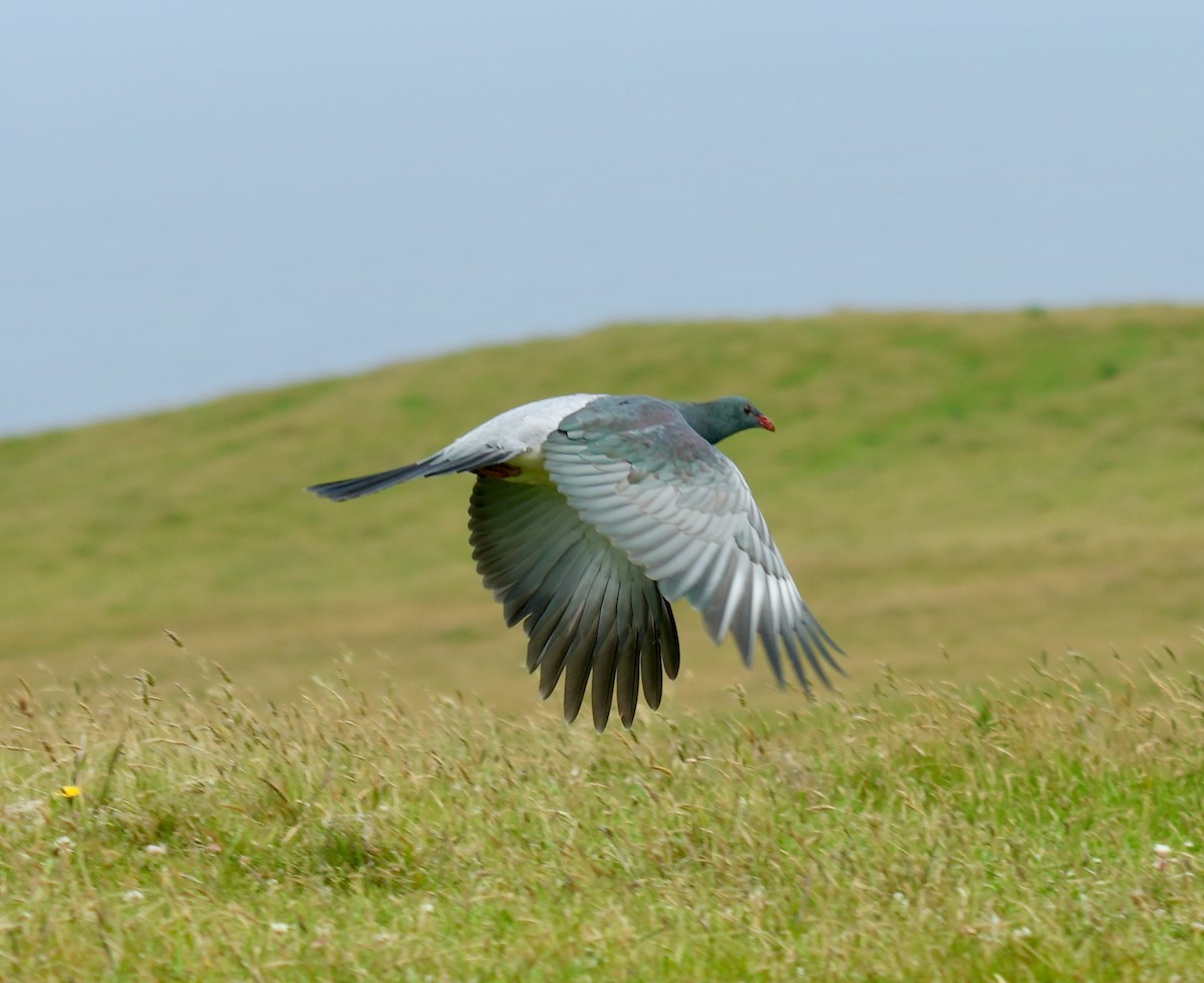 Chatham Islands Pigeon - ML627814583