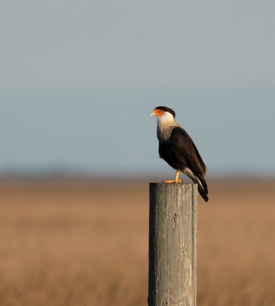 Crested Caracara - ML627814597