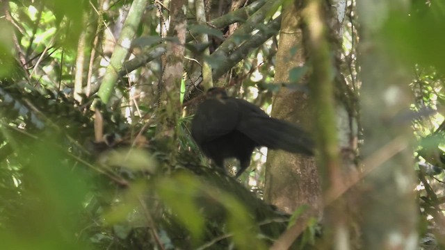 Red-fronted Coua - ML627814675