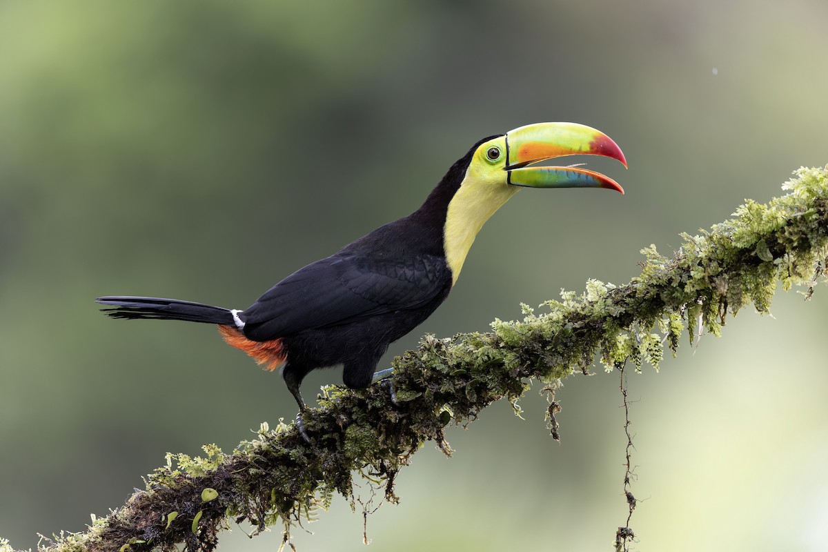 Keel-billed Toucan - ML627814676