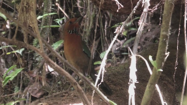 Rufous-headed Ground-Roller - ML627814684