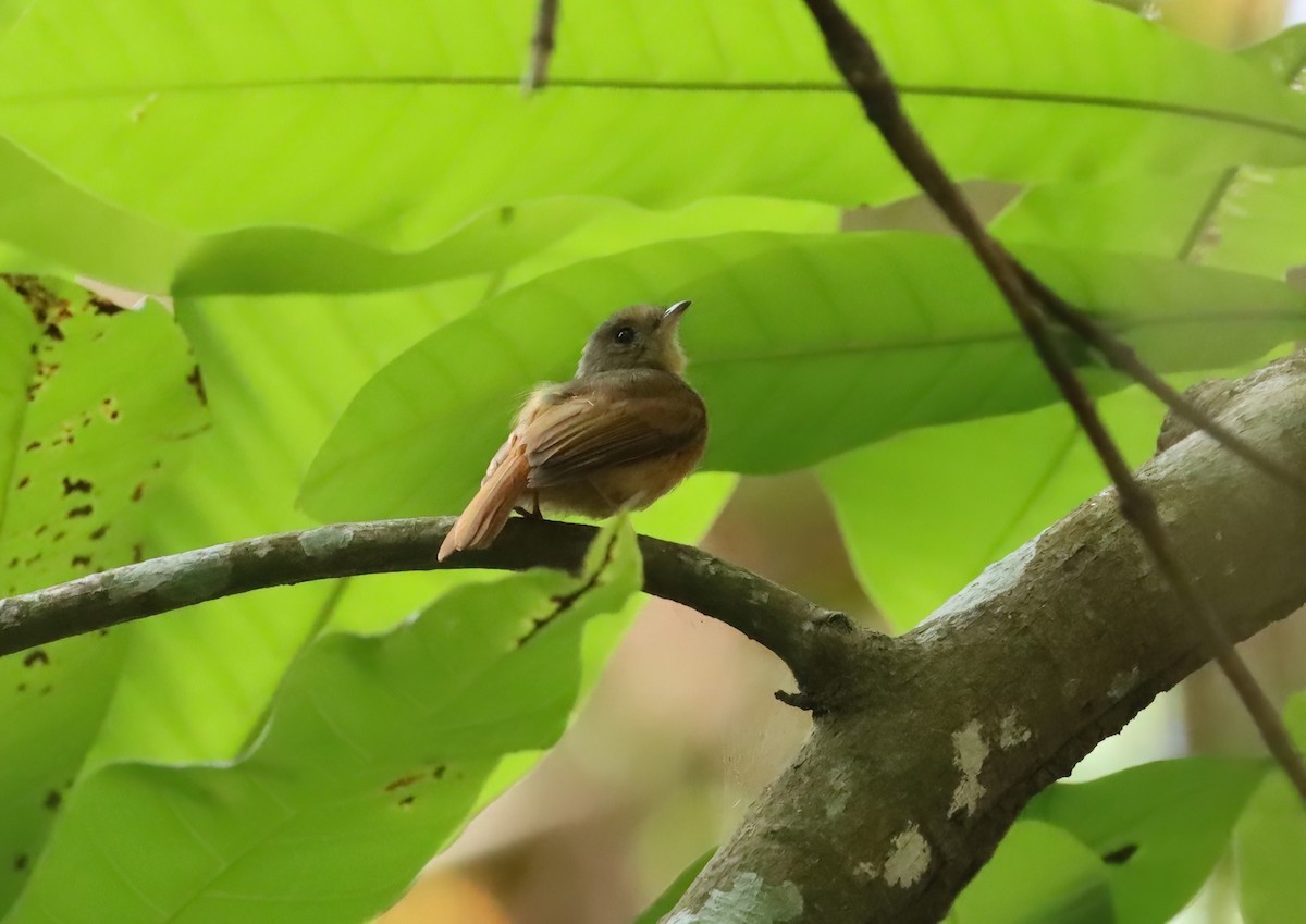 Ruddy-tailed Flycatcher - ML627814689