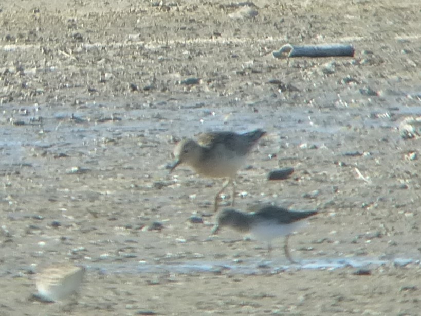 Buff-breasted Sandpiper - ML627814693